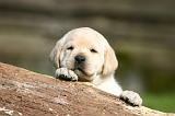 LABRADOR 1296